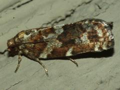 Spruce Budworm Moth